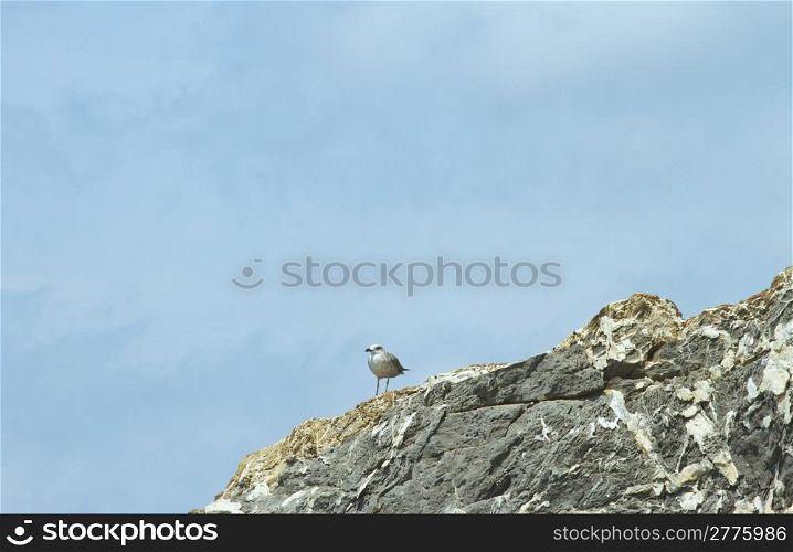 A seagull standing on the rocks under blue sky