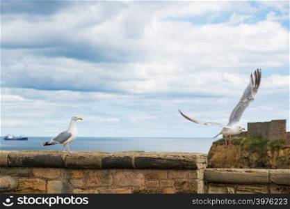 A seagull takes off a wall barrier as another one watches in front of Tynemouth Priory and Castle in Tynemouth, United Kingdom
