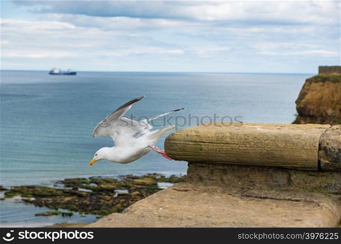 A seagull takes off a wall barrier in front of Tynemouth Priory and Castle in Tynemouth, United Kingdom
