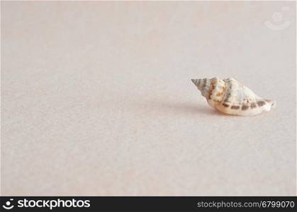 A seashell isolated against a white background