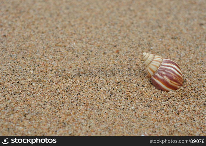 A seashell on the beach