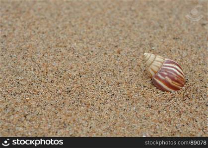 A seashell on the beach