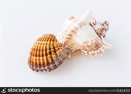 A Seashells. Top view with copy space.