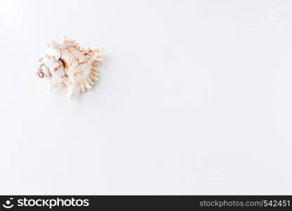 A Seashells. Top view with copy space.