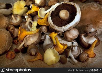 A selection of edible mushrooms including: Portabello, Shitake, wild mushroom, Grey Oyster, Yellow Oyster, Eryngi and Black Poplar