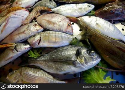 A selection of various fresh fish on fishmarket