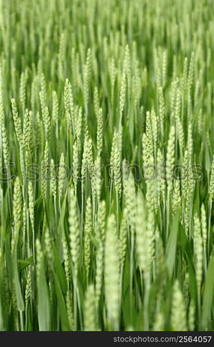 A selective focus image of a young wheat field in the beginning of summer.