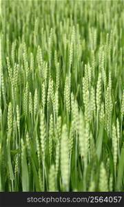 A selective focus image of a young wheat field in the beginning of summer.