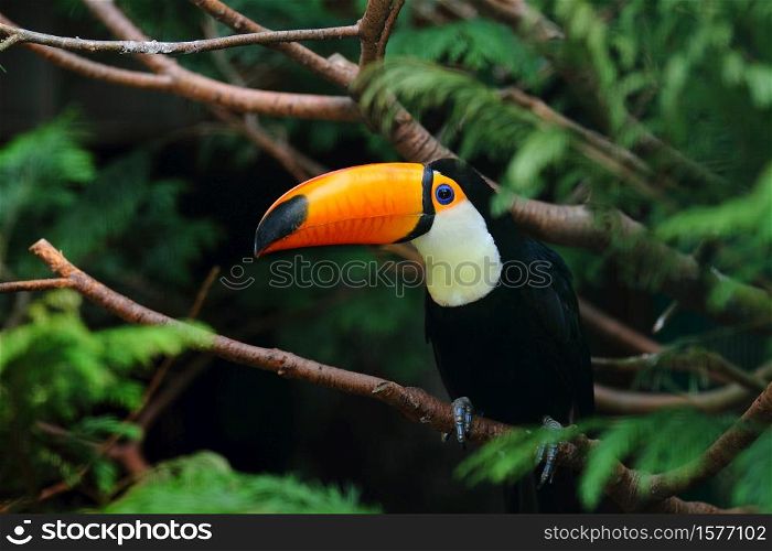 A selective focus shot of a toucan standing on a tree branch. Selective focus shot of a toucan standing on a tree branch