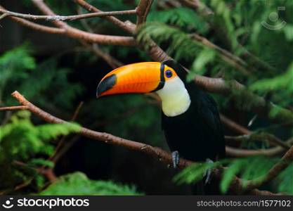 A selective focus shot of a toucan standing on a tree branch. Selective focus shot of a toucan standing on a tree branch