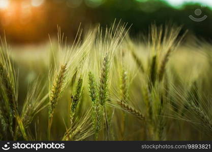 A selective focus shot of some wheat in a field. Selective focus shot of some wheat in a field