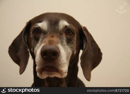 A senior female german shorthaired pointer, aged 10