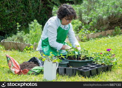 a senior woman potting geranium flowers, outdoors