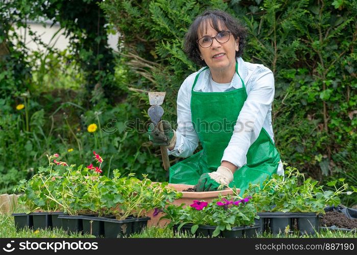a senior woman potting geranium flowers, outdoors