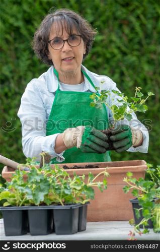 a senior woman potting geranium flowers, outdoors