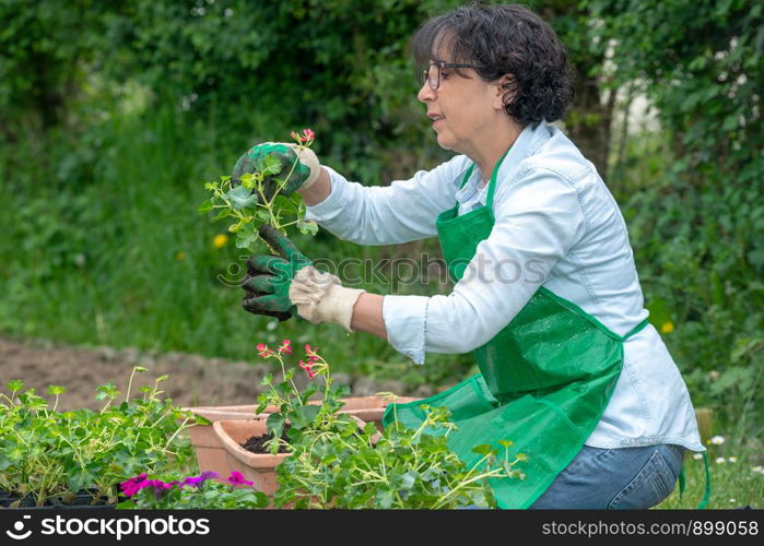 a senior woman potting geranium flowers, outdoors