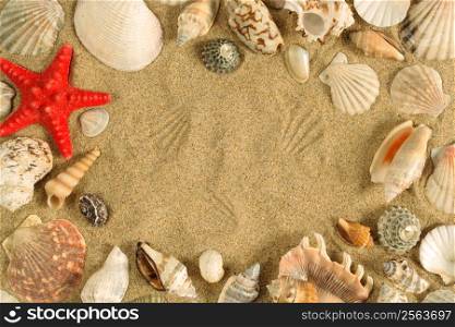 A series of seashells scattered around the sand to make a frame.