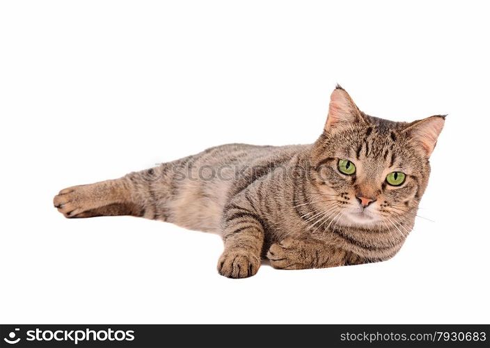 A serious looking tabby cat with large green eyes on a white background