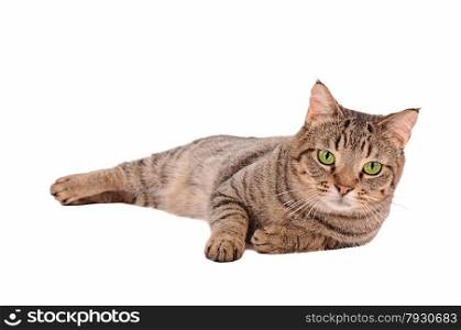 A serious looking tabby cat with large green eyes on a white background