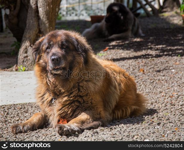 A Serra da Estrela Portuguese dog laying in a garden