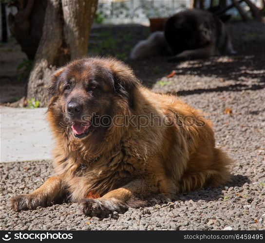 A Serra da Estrela Portuguese dog laying in a garden