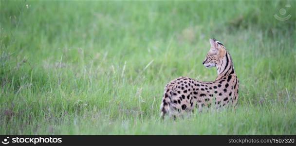 A serval cat in the grassland of the savannah in Kenya. Server cat in the grassland of the savannah in Kenya