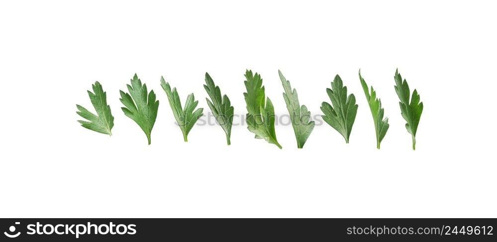 A set of green parsley leaves. Isolated on a white background.. A set of green parsley leaves. Isolated on a white background