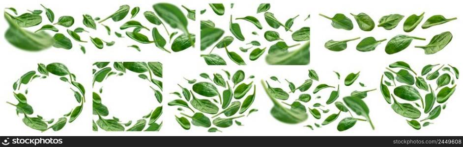 A set of photos. Green spinach leaves levitate on a white background.. A set of photos. Green spinach leaves levitate on a white background