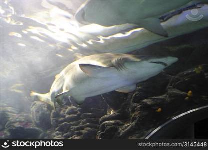 A shark swimming in a fishtank.