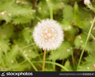a sharp and clear isolated white dandelion head up close in spring perfect light day