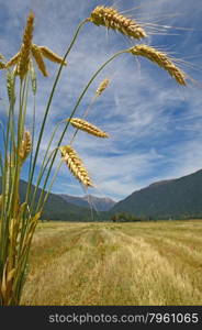 A sheaf of triticale overlooks a harvested paddock. Triticale is a hybrid of wheat (Triticum) and rye (Secale) typically grown for stock feed.