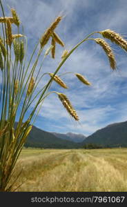 A sheaf of triticale overlooks a harvested paddock. Triticale is a hybrid of wheat (Triticum) and rye (Secale) typically grown for stock feed.