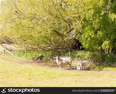 a sheep and lambs resting under a tree and shrubs in the shade looking at the camera cute