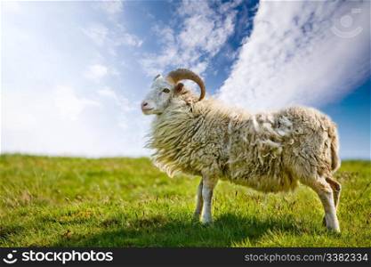 A sheep in a pasture against a blue sky with back lighting.