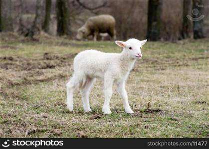 A sheep in a pasture of grass