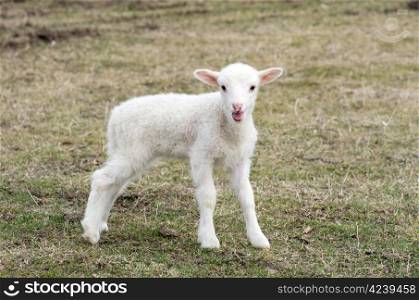 A sheep in a pasture of grass