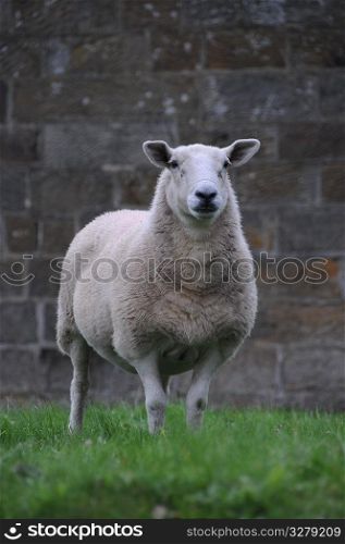 A sheep in the countryside.