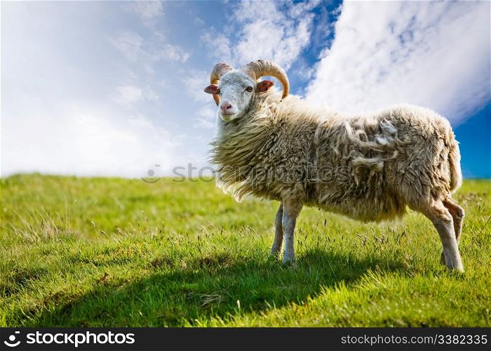 A sheep isolated against a sky