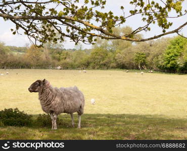 a sheep looking sideways on whilst under a tree in the shade of light