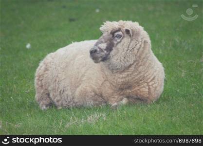 A sheep lying on a lush green lawn. Ein Schaf liegt auf einer saftigen gr?nen Wiese