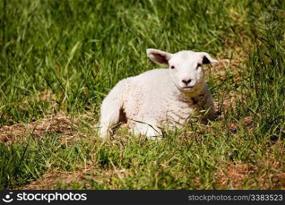 A sheep resting in a grass pasture.