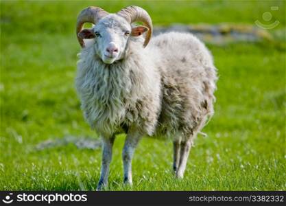 A sheep with horns grazing in the pasture.