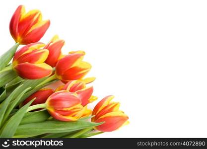 A shot of a bunch of colorful tulips