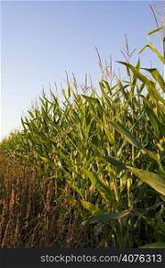 A shot of a corn field under blue sky