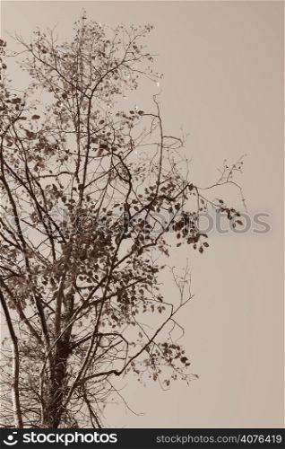 A shot of a tree in sepia