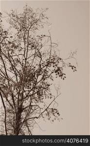 A shot of a tree in sepia
