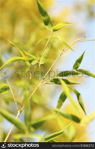 A shot of bamboo leaves with blurred background