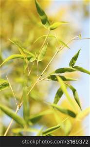 A shot of bamboo leaves with blurred background