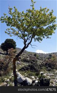 A shrub in the mountain on a hill in Crete