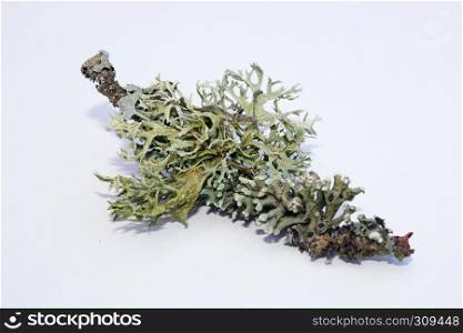 A shrub-lichen on a small piece of branch